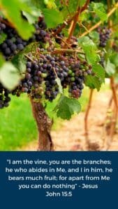 "I am the vine, you are the branches; he who abides in Me, and I in him, he bears much fruit; for apart from Me you can do nothing” - Jesus John 15:5
